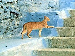 Gatti (262)